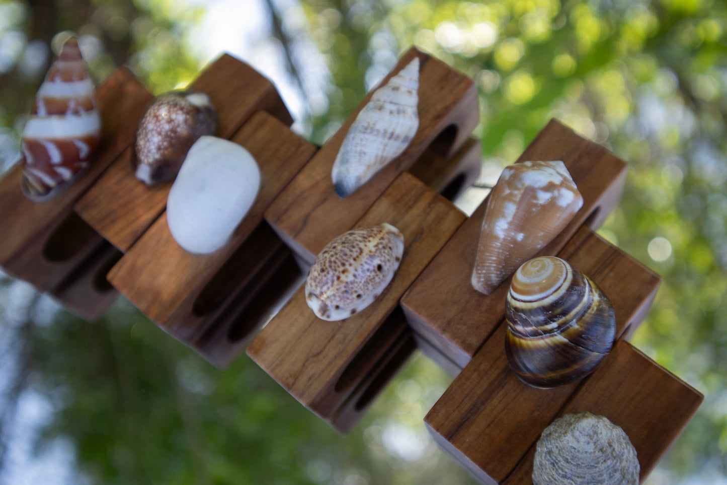 Shell Napkin Rings (Set of 8)