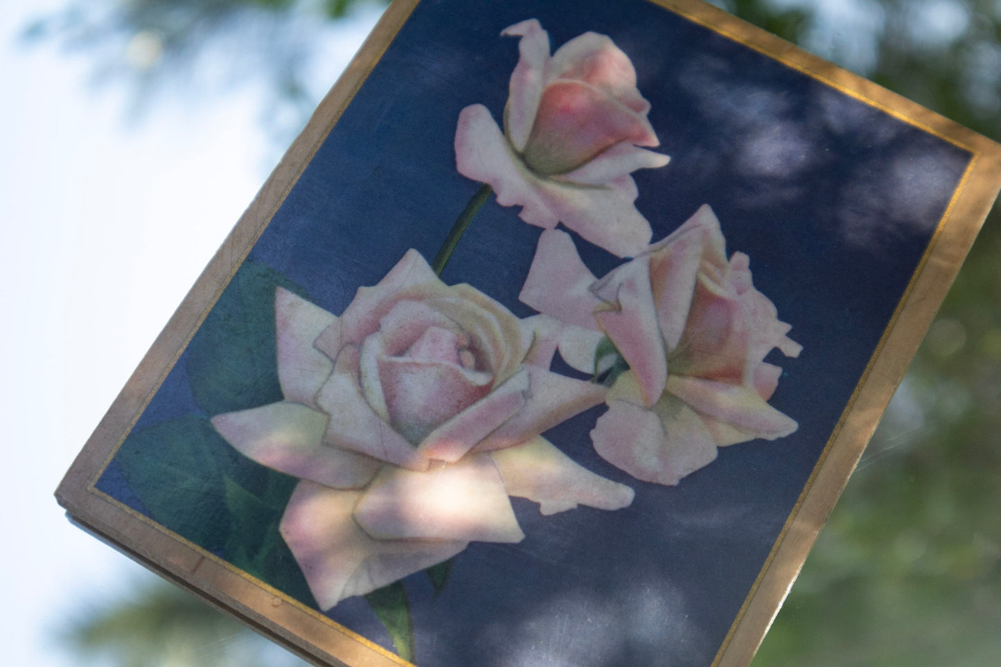 Rose Print Wall Art