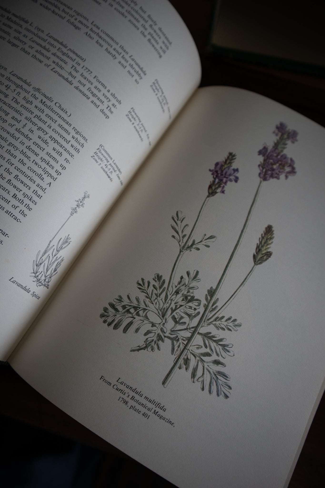 Flowers: A Guide for Your Garden