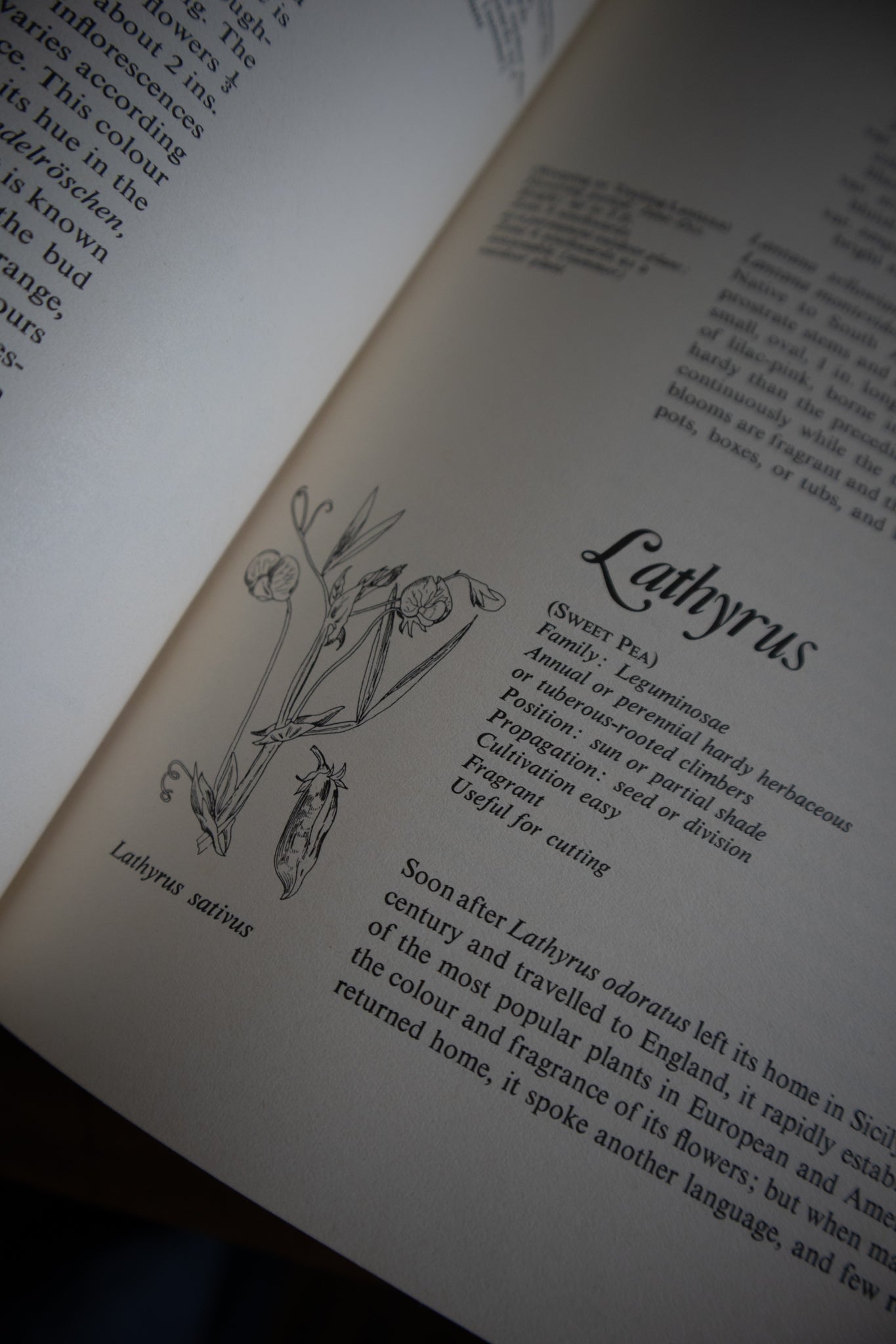 Flowers: A Guide for Your Garden